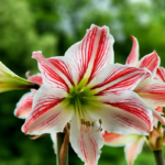 Indoor Flowering Plants