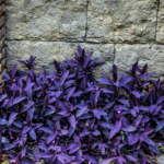 Tradescantia-Pallida