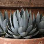 agave-plant