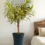Dracaena Reflexa, a beautiful indoor plant with variegated green and yellow leaves, placed in a black pot beside a rustic wooden bed, adding a tropical touch to a bright, cozy bedroom.