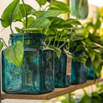 Many Recycled Glass Plants Pots with pothos plant on a shelf in a indoor garden. Recycled Glass is used as indoor plant pot.