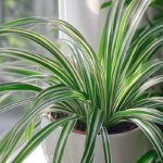 a Chlorophytum Comosum ‘Vittatum’ in a white pot at a window