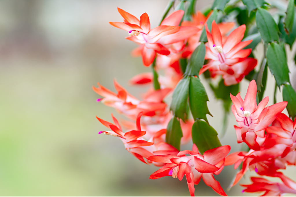 Soft focus image of bright red Zygocactus flowers hanging gracefully, enhancing a natural outdoor or indoor space.
