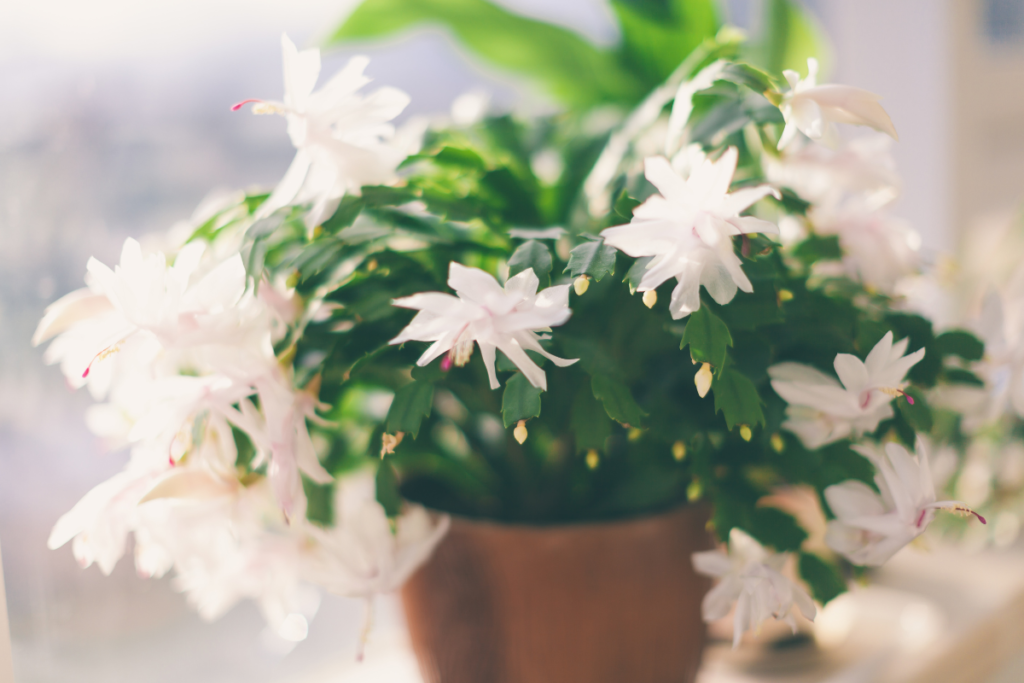 White blooming Zygocactus in a cozy indoor setting, bringing a delicate touch to holiday decor.