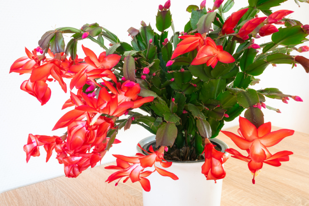 A Zygocactus with brilliant red flowers, potted in a white container, perfect for adding holiday color to any space.