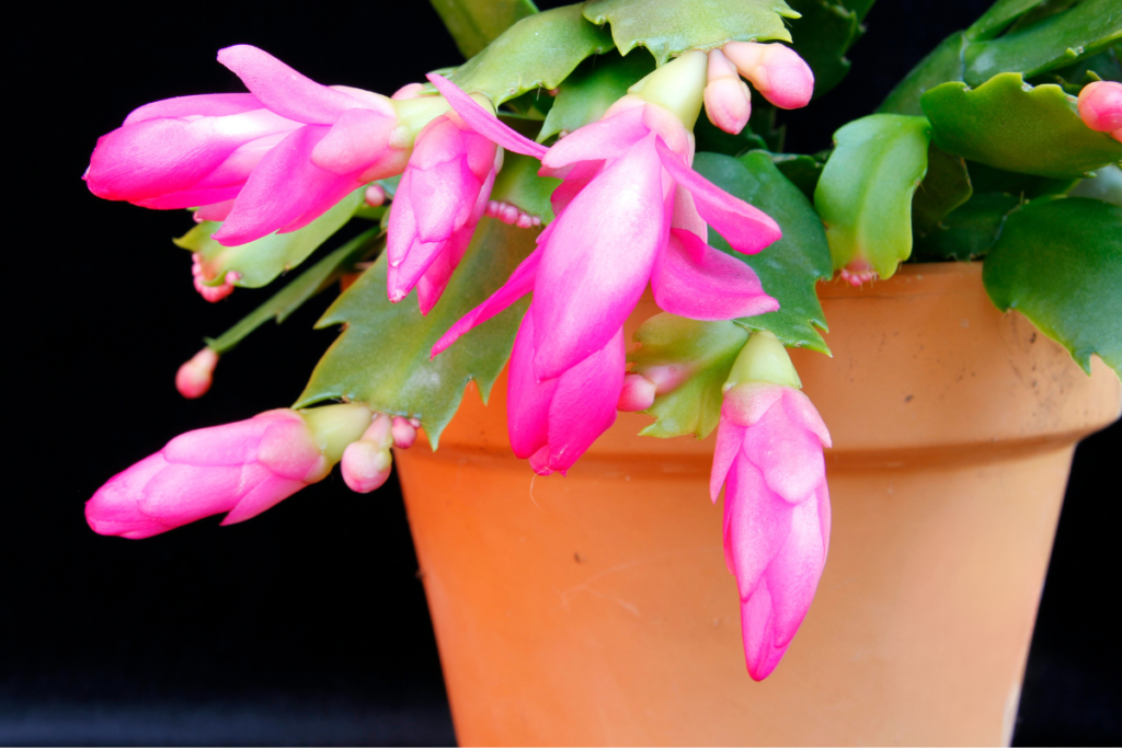Pink Zygocactus buds and blossoms in a terracotta pot, highlighting the plant's colorful and festive appeal.