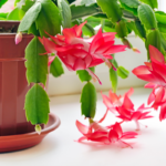 Blooming red Zygocactus in a brown planter, ideal for brightening up indoor settings during the winter season.