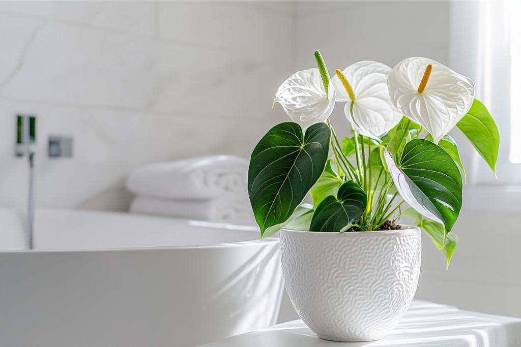 White anthurium plant with large green leaves in a textured white pot, placed in a bright, minimalist bathroom setting.