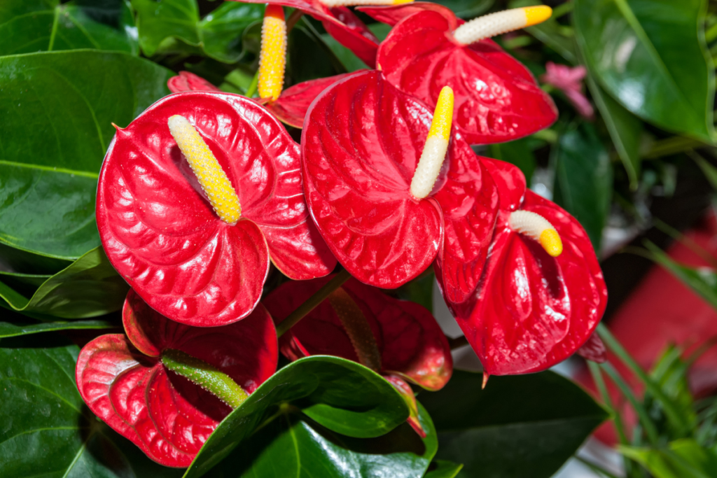 Close-up of bright red anthurium flowers with glossy, heart-shaped spathes and yellow spadices against green leaves.