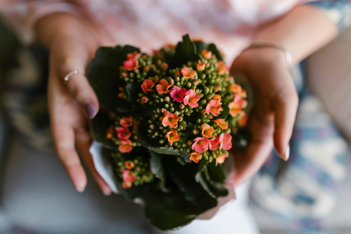 Hands holding a Kalanchoe blossfeldiana plant with bright orange flowers, symbolizing the beauty and gifting appeal of the Kalanchoe plant.