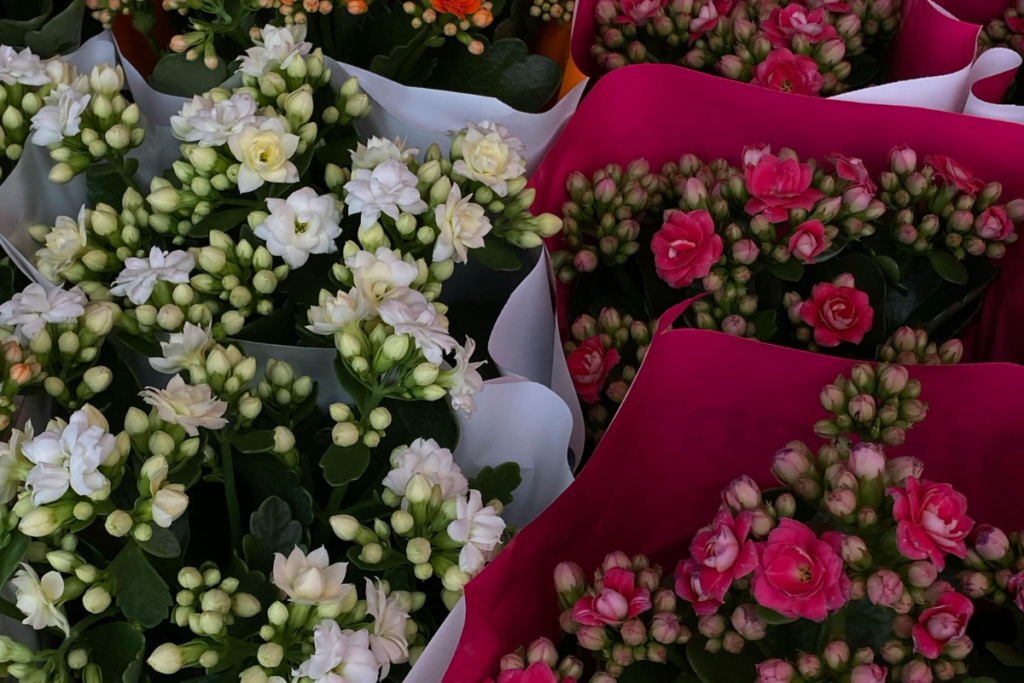 A vibrant collection of blooming Kalanchoe plant, including white, pink, and orange varieties, arranged in decorative packaging, showcasing colorful Kalanchoe plant flowers.