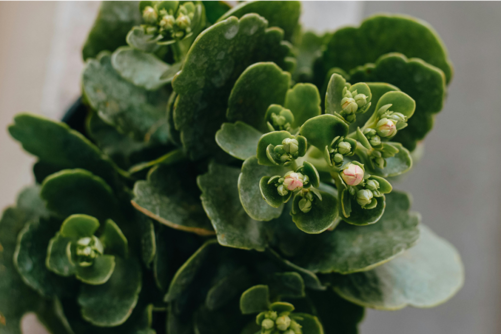 Close-up of green Kalanchoe plant buds against lush foliage, highlighting the Kalanchoe plant’s thick, textured leaves.