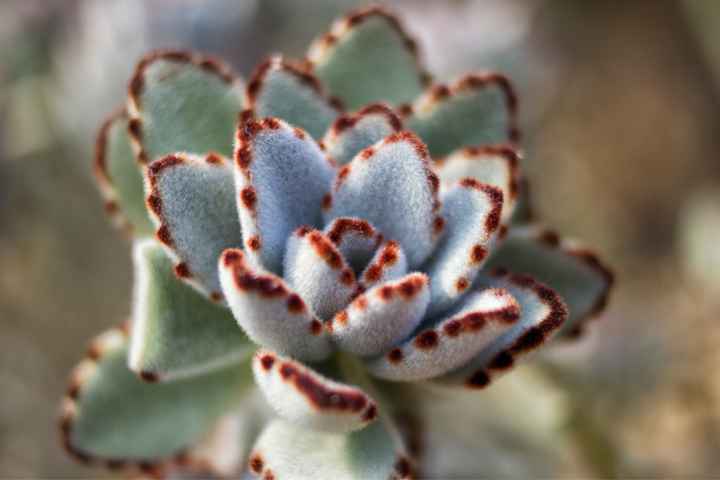 Detailed view of the fuzzy leaves of Kalanchoe tomentosa with brown spots, showcasing the unique leaf patterns of the Kalanchoe plant.
