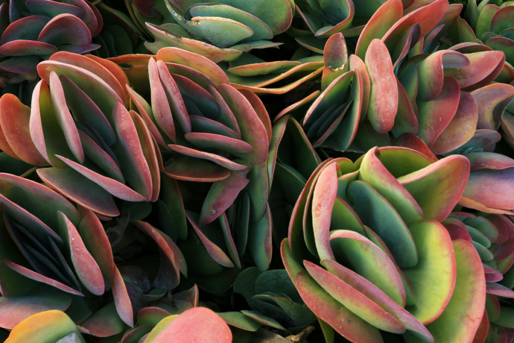 A cluster of Kalanchoe thyrsiflora plants with paddle-shaped leaves in shades of green and red, arranged in a natural landscape, highlighting the striking colors of the Kalanchoe plant.