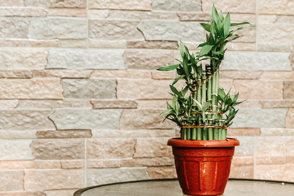 Lucky Bamboos, a kind of water plants, planted in a brown pot on a round table