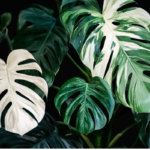 An image of monstera Albo, a kind of variegata plant