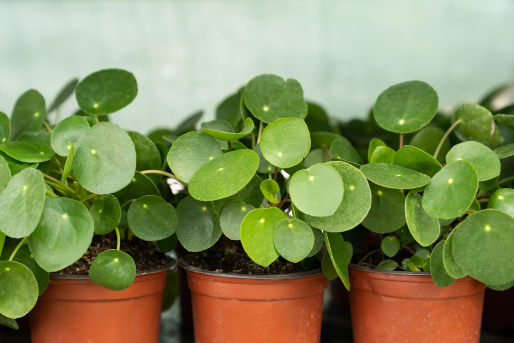 Several Pilea Plant Peperomioides, commonly called Chinese Money Plants, with their round, coin-shaped leaves growing in red pots.