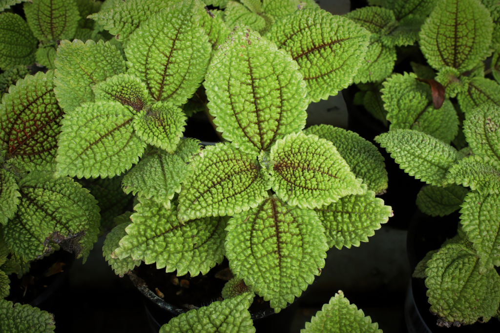 A close-up of Pilea Plant Mollis, also known as Moon Valley, showcasing its deeply textured, serrated leaves with a unique contrast of bright green and dark brown veins.