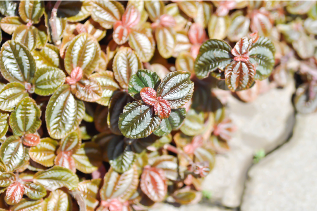 A cluster of Pilea Plant Spruceana, known for its metallic-silver and reddish foliage, showing the striking contrast between its green and silver leaves with deep red stems.