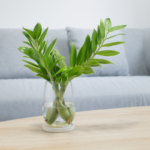 A single stem of a Raven ZZ plant placed in a glass vase with water, elegantly displayed on a wooden coffee table.