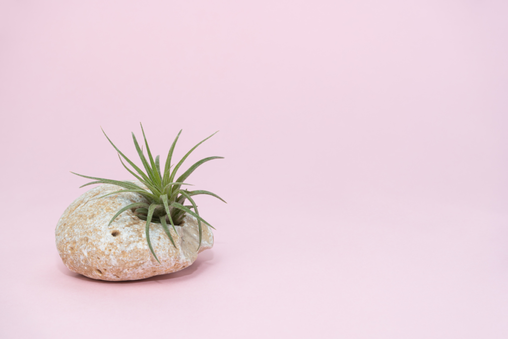 Small indoor plants, this Tillandsia displayed in a natural stone, set against a soft pink background for a minimalist aesthetic.