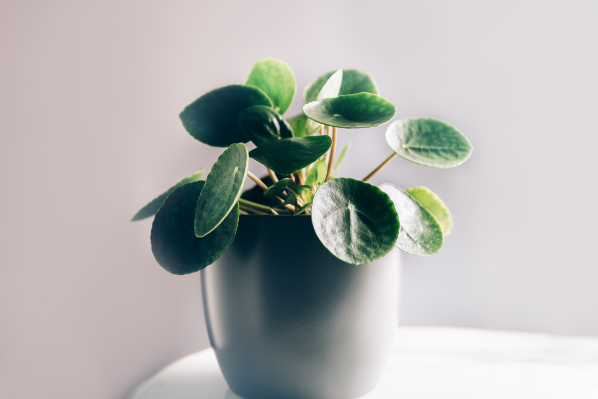 A Pilea Peperomioides (Chinese Money Plant, a kind of small indoor plants) with round green leaves, growing in a grey pot on a table.