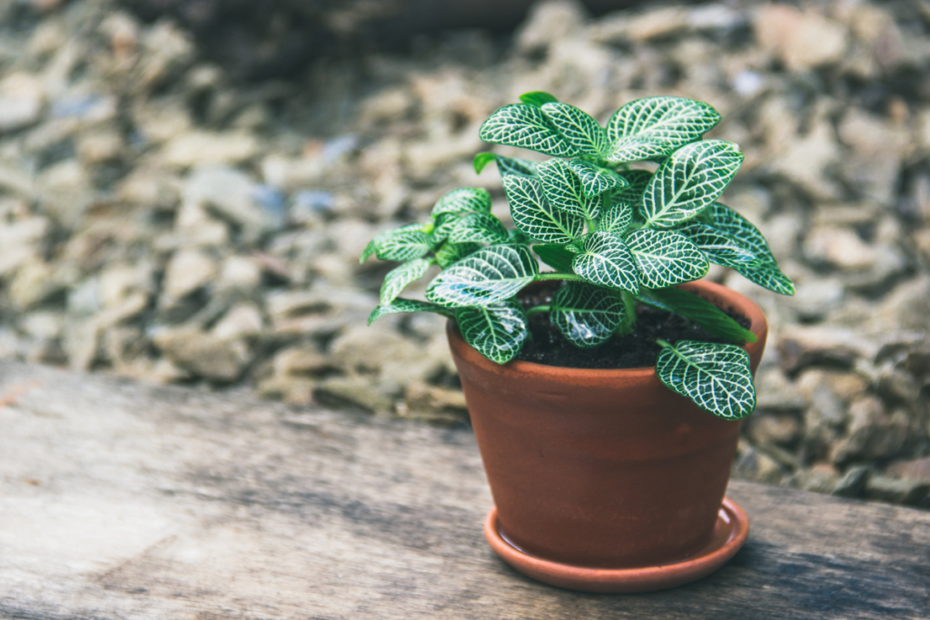 Close-up of a vibrant Fittonia (nerve plant) with striking green leaves and white veins, potted in a terracotta planter. It is a kind of small indoor plants