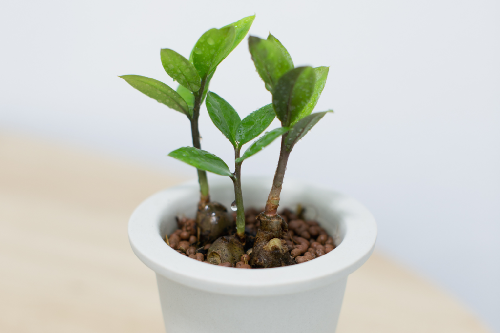 A young ZZ plant (Zamioculcas Zamiifolia) with glossy green leaves, growing in a white pot filled with clay pebbles. They are consider small indoor plants.