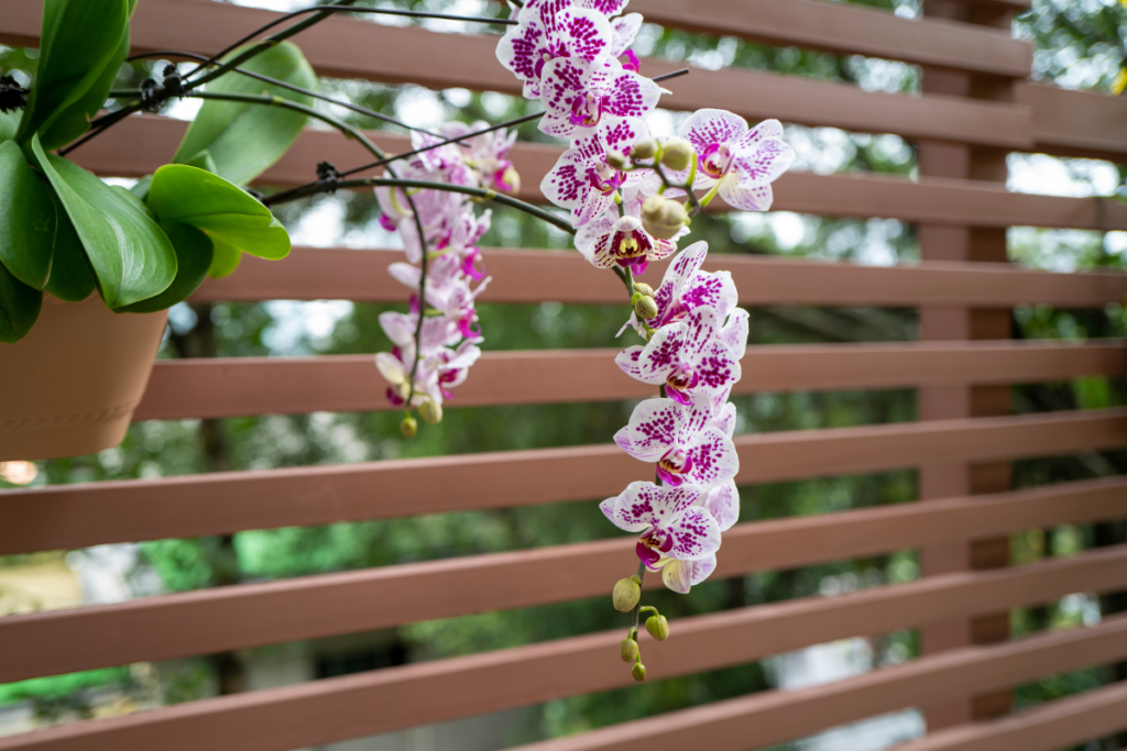 A miniature Phalaenopsis orchid in bloom (a kind of small indoor plants), showcasing delicate pink flowers with dark pink speckles, set against a natural wood backdrop.