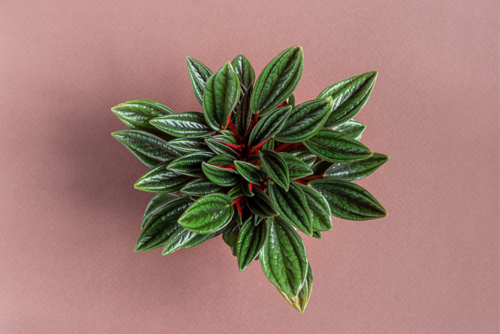 Top view of a Peperomia plant with dark green, glossy leaves and red stems, displayed against a pink background. It is a kind of small indoor plants.