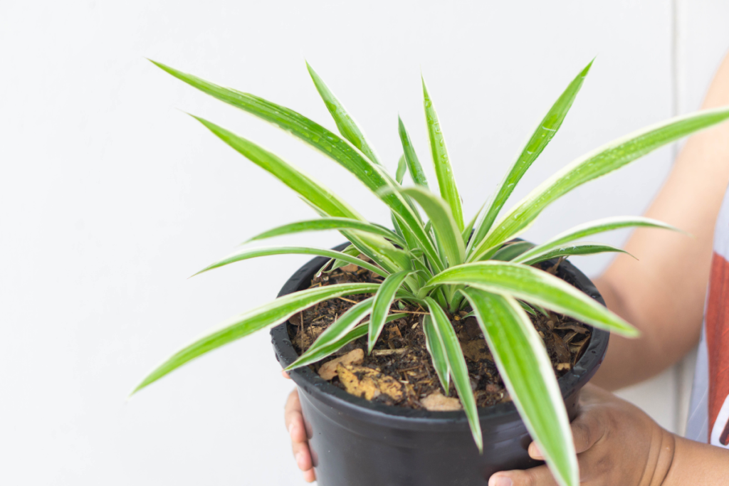A small spider plant (Chlorophytum Comosum 'Vittatum') with variegated leaves, held in a black plastic pot, ready for indoor gardening. It is a kind of small indoor plants.