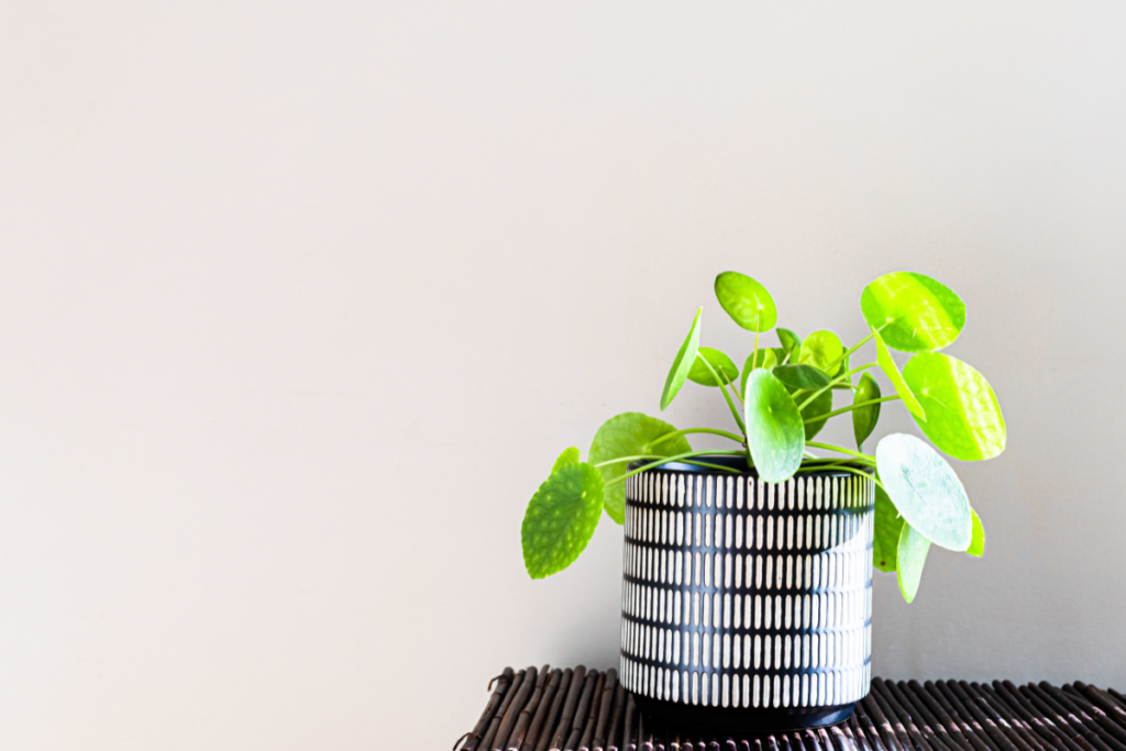 A Pilea Peperomioides (Chinese Money Plant, a kind of small indoor plants) with round green leaves, growing in a black-and-white patterned pot on a wicker table.
