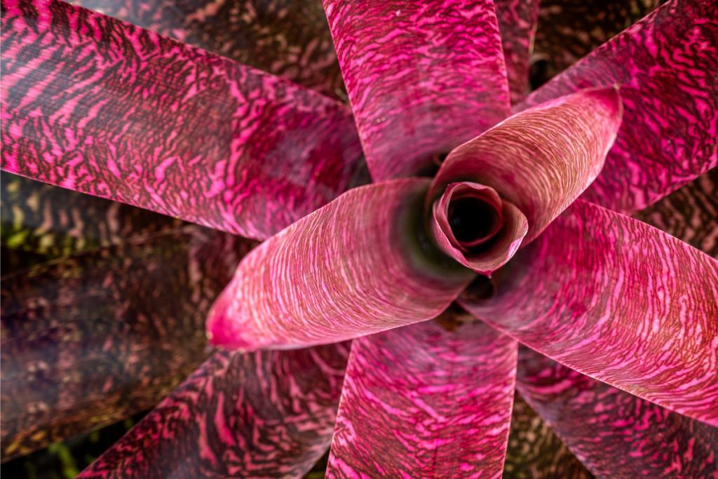 Close-up of a pink and red bromeliad with unique leaf patterns, showing a mature bromeliad that is likely to develop bromeliad pups.
