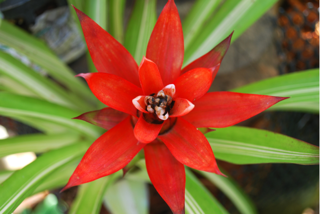 Close-up of a red bromeliad flower, the vibrant colors of the parent plant which can produce bromeliad pups when mature.