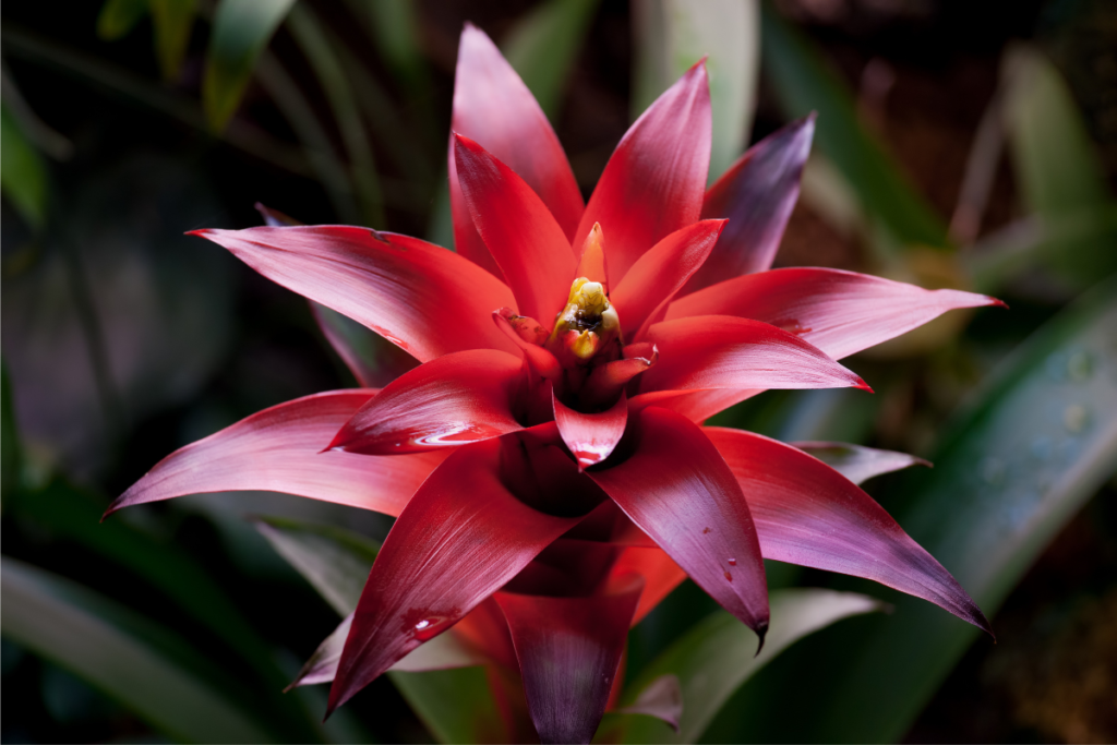 A mature red bromeliad flower in full bloom, highlighting the parent plant that will eventually produce bromeliad pups for propagation.