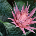 Close-up of a pink bromeliad flower with detailed leaves, an example of a plant that can generate bromeliad pups at its base.