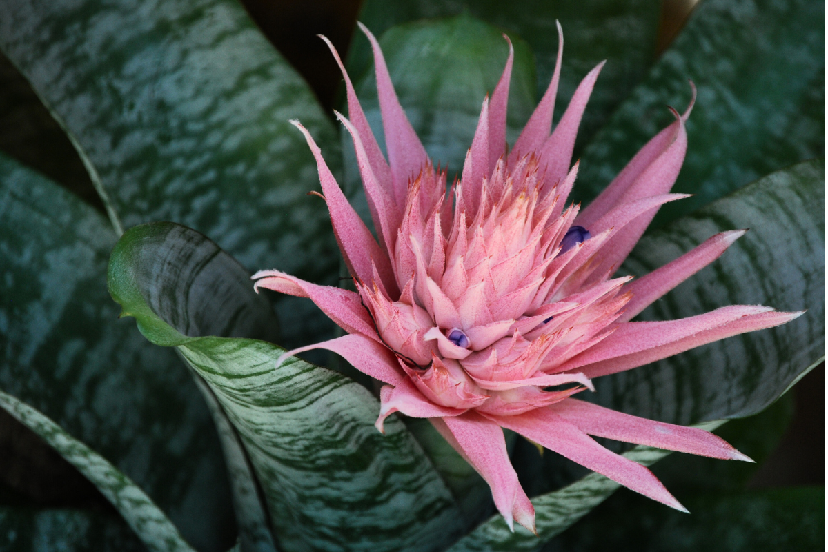Close-up of a pink bromeliad flower with detailed leaves, an example of a plant that can generate bromeliad pups at its base.