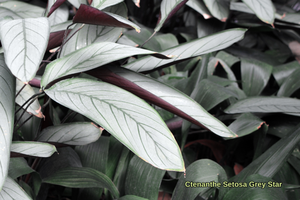 Ctenanthe Setosa Grey Star with silvery-green elongated leaves and maroon undersides, thriving in a humid environment.