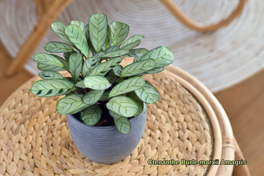 Ctenanthe Burle-Marxii Amagris in a decorative blue pot, highlighting its silver-green leaves with dark green veins.
