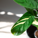 Ctenanthe Marantifolia in a pot