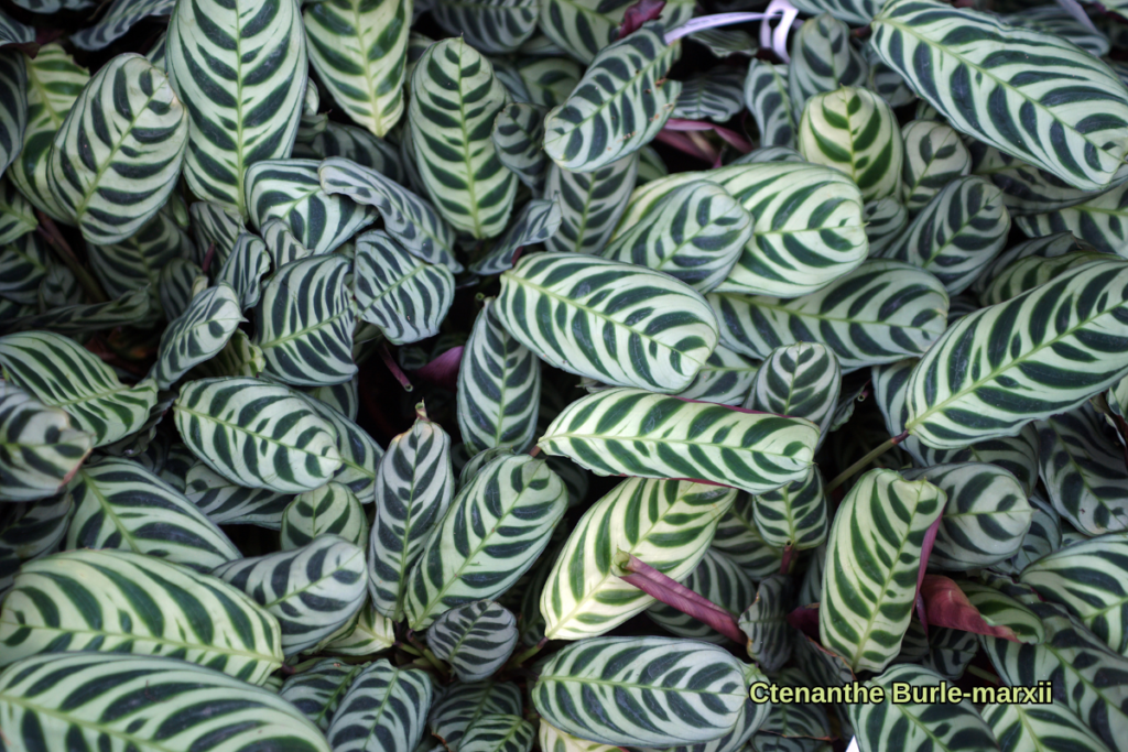 Dense foliage of Ctenanthe Burle-Marxii