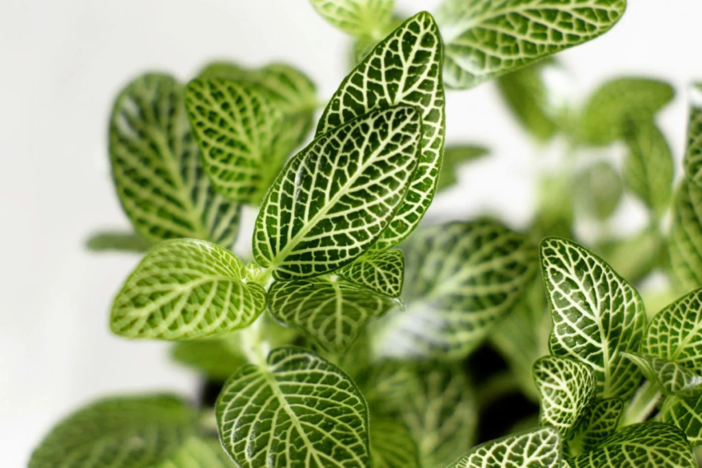 Close-up of Fittonia leaves with pronounced white veins, capturing the intricate detailing of this tropical plant.