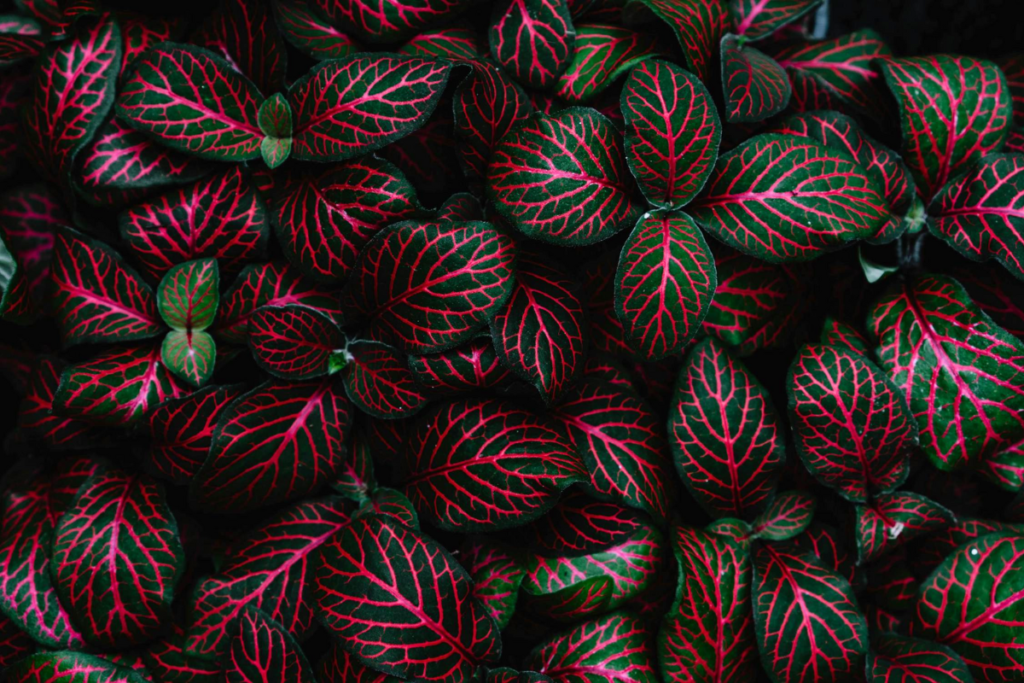 A stunning arrangement of Fittonia with bold red veins on deep green leaves, perfect for adding a pop of color indoors.
