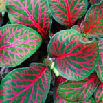 Close-up view of Fittonia's vibrant red and green foliage, showcasing the plant's dramatic patterns and tropical charm.