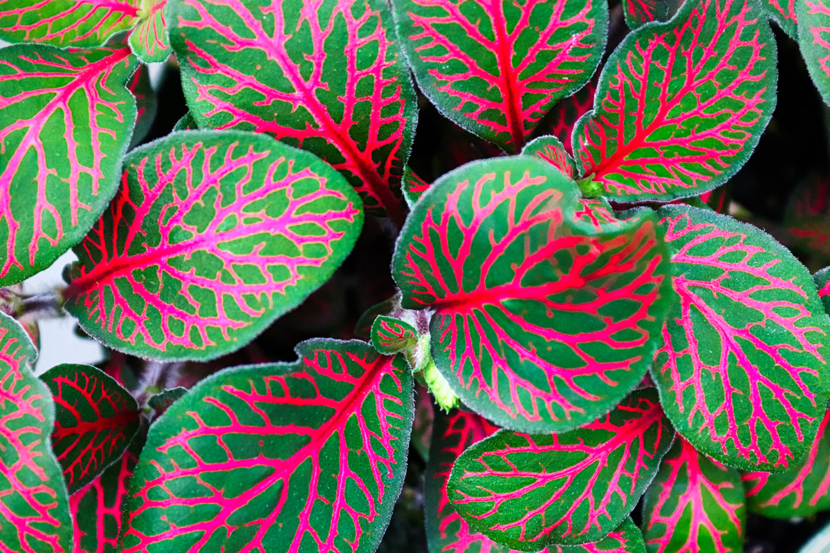 Close-up view of Fittonia's vibrant red and green foliage, showcasing the plant's dramatic patterns and tropical charm.