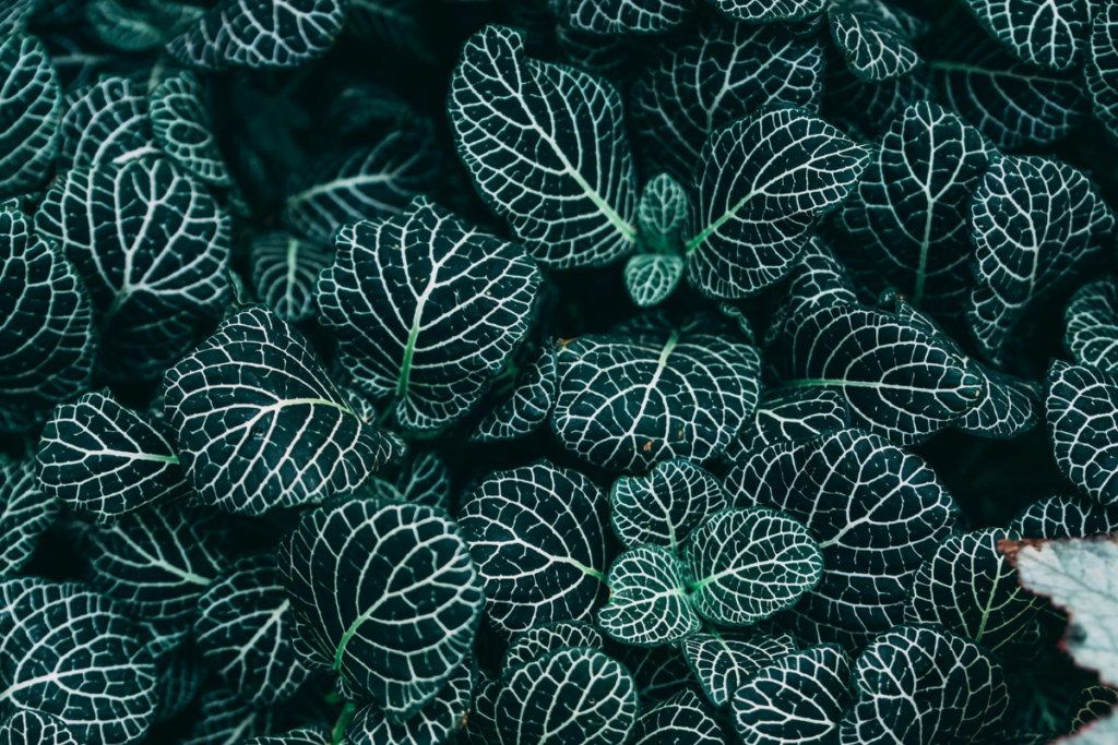 A lush cluster of Fittonia with intricate white veins on dark green leaves, showcasing the natural beauty of this tropical houseplant.