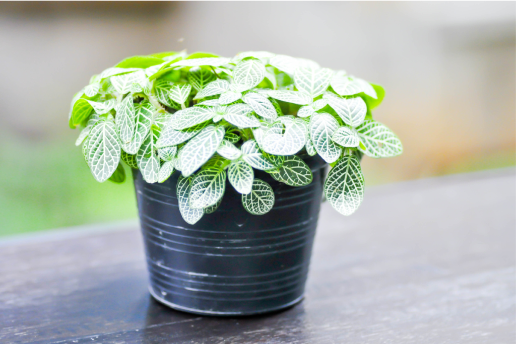 Fittonia in a black plastic pot, featuring vibrant green leaves with delicate white veining, ideal for adding elegance to indoor spaces.