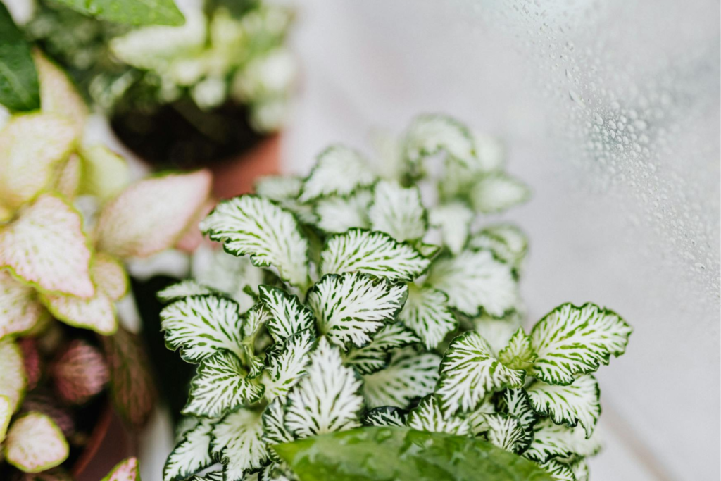 A Fittonia plant with white variegated leaves, placed near a dewy window, thriving in a high-humidity environment.