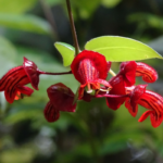 Close-up of vibrant red tubular flowers of a lipstick plant against lush green foliage, glistening under soft sunlight, showcasing its exotic beauty.