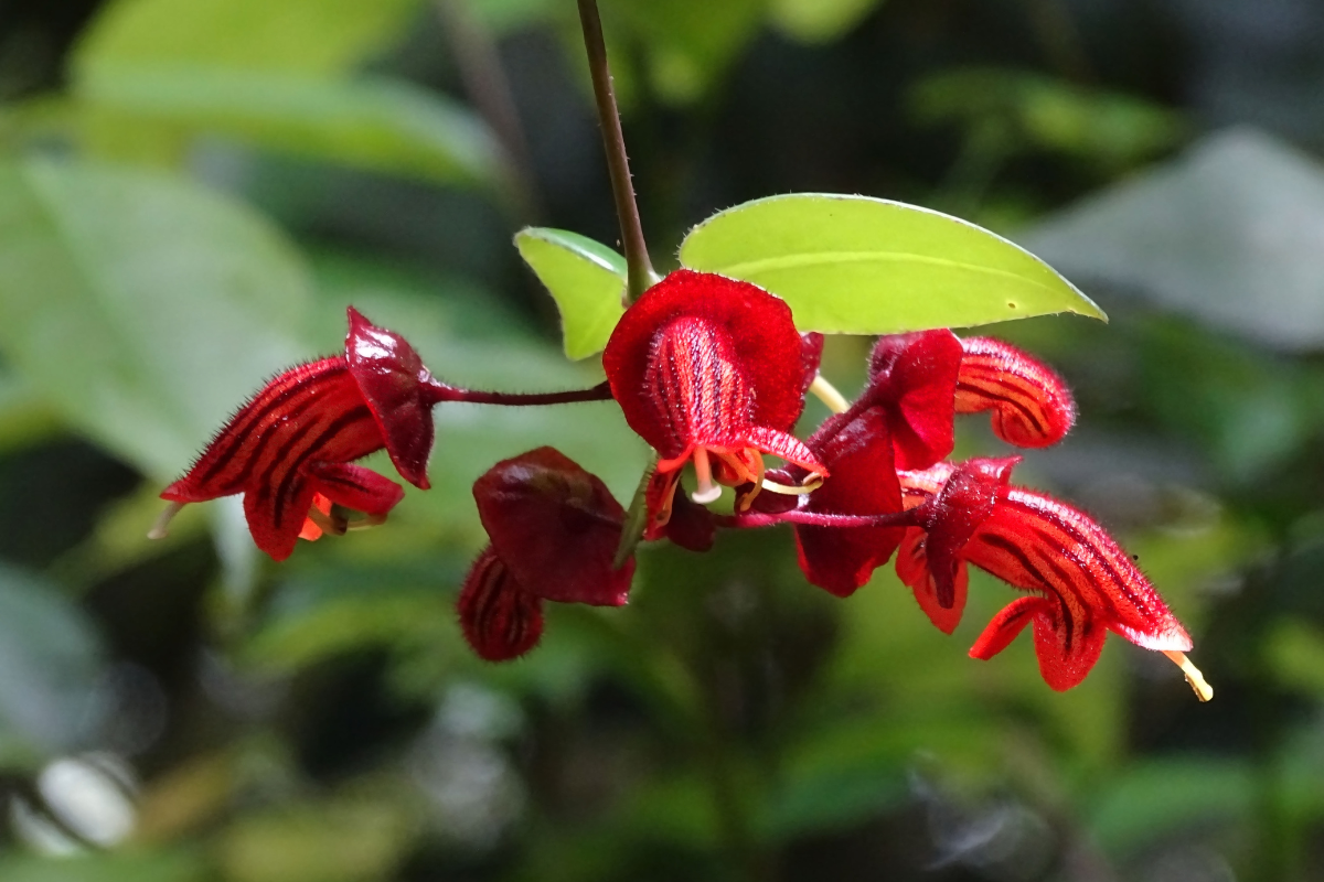 Close-up of vibrant red tubular flowers of a lipstick plant against lush green foliage, glistening under soft sunlight, showcasing its exotic beauty.